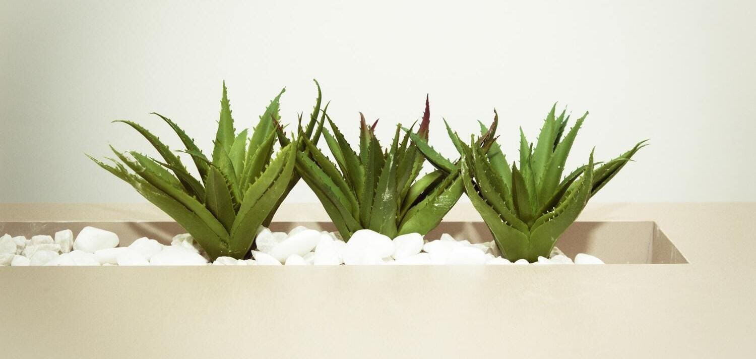 Scopri le proprietà dell’aloe vera per i capelli