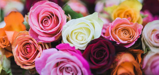 Le rose sono uno dei fiori più usati nel mondo della profumeria