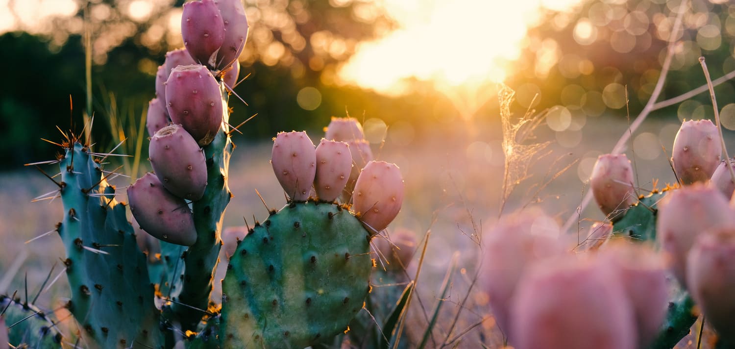 Conosci le proprietà del cactus nella cosmetica